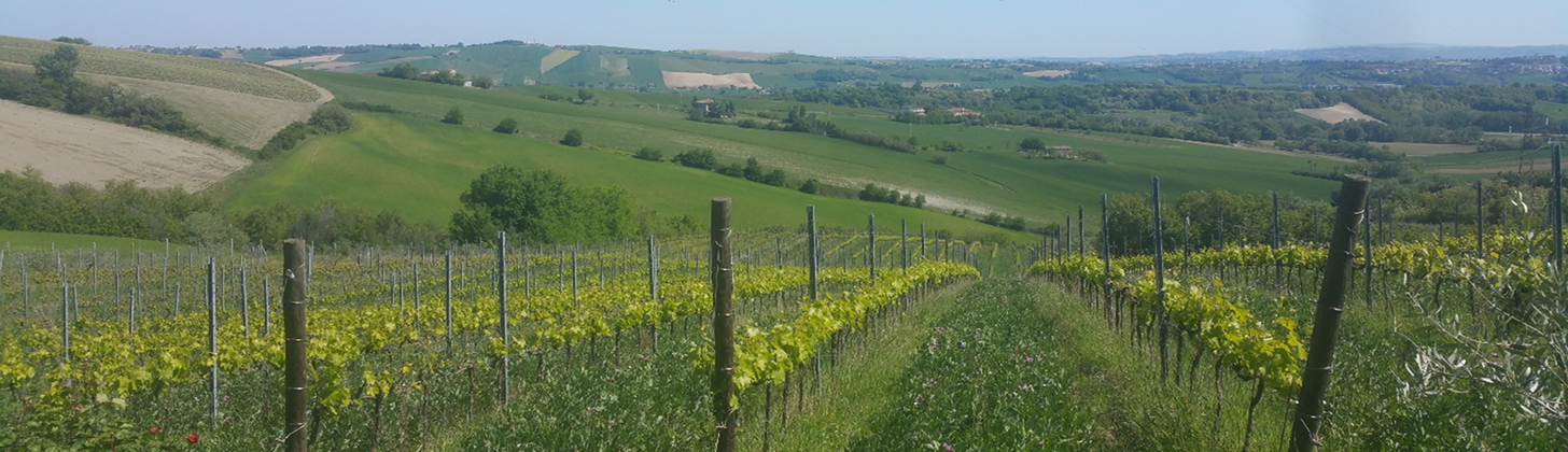 Bellaluce Vineyard